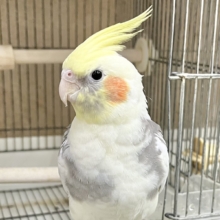 シャイな可愛い子☺️💓　オカメインコ（パイド）