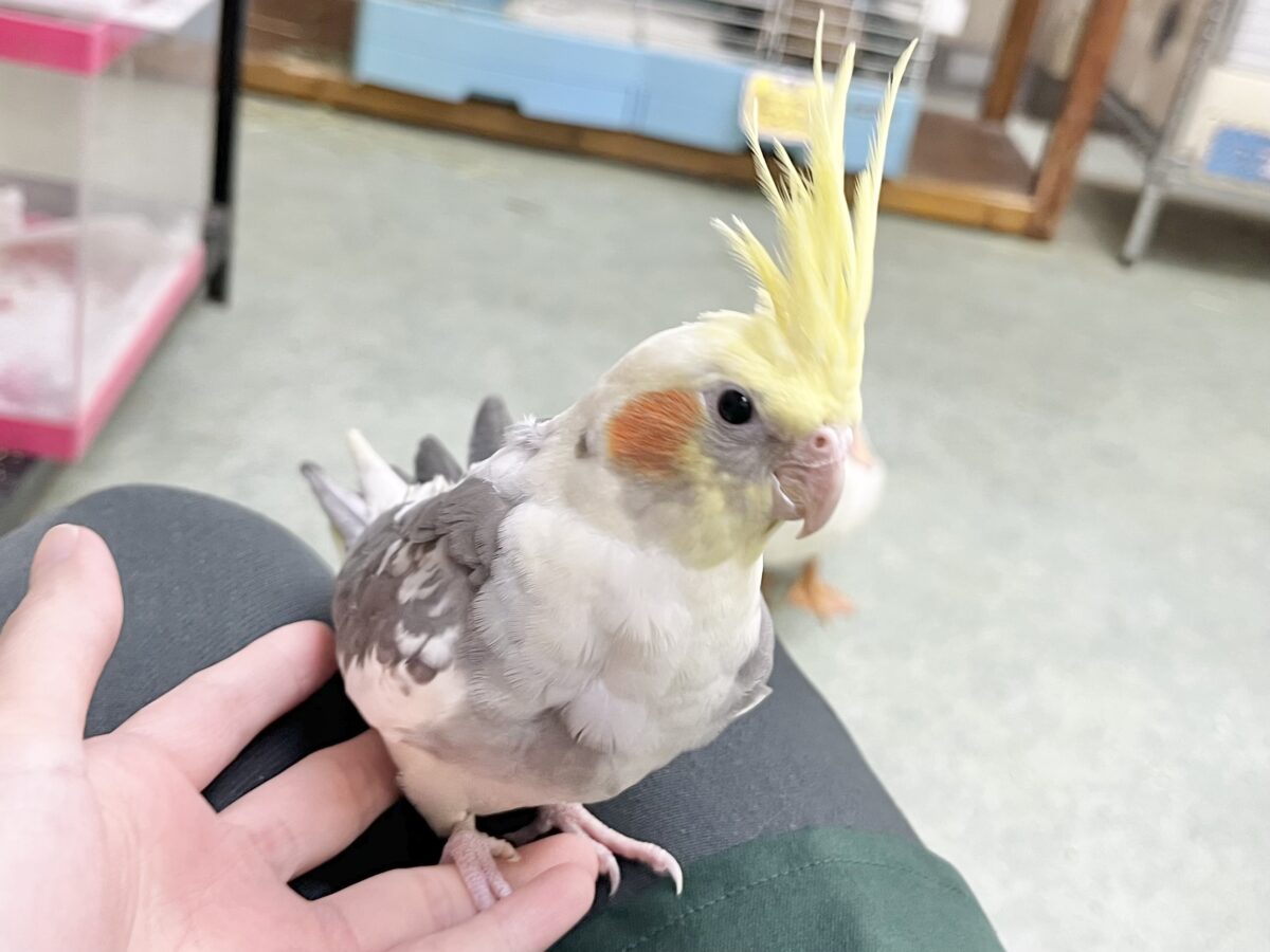 オカメインコ