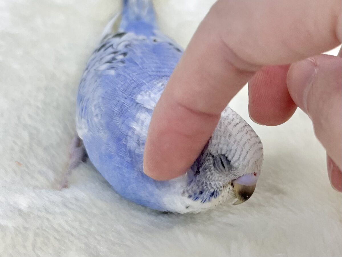 【🆙最新画像あり‼️】可愛いお顔のおっとりさん😌🩵✨ セキセイインコ(スパングル) セキセイインコ