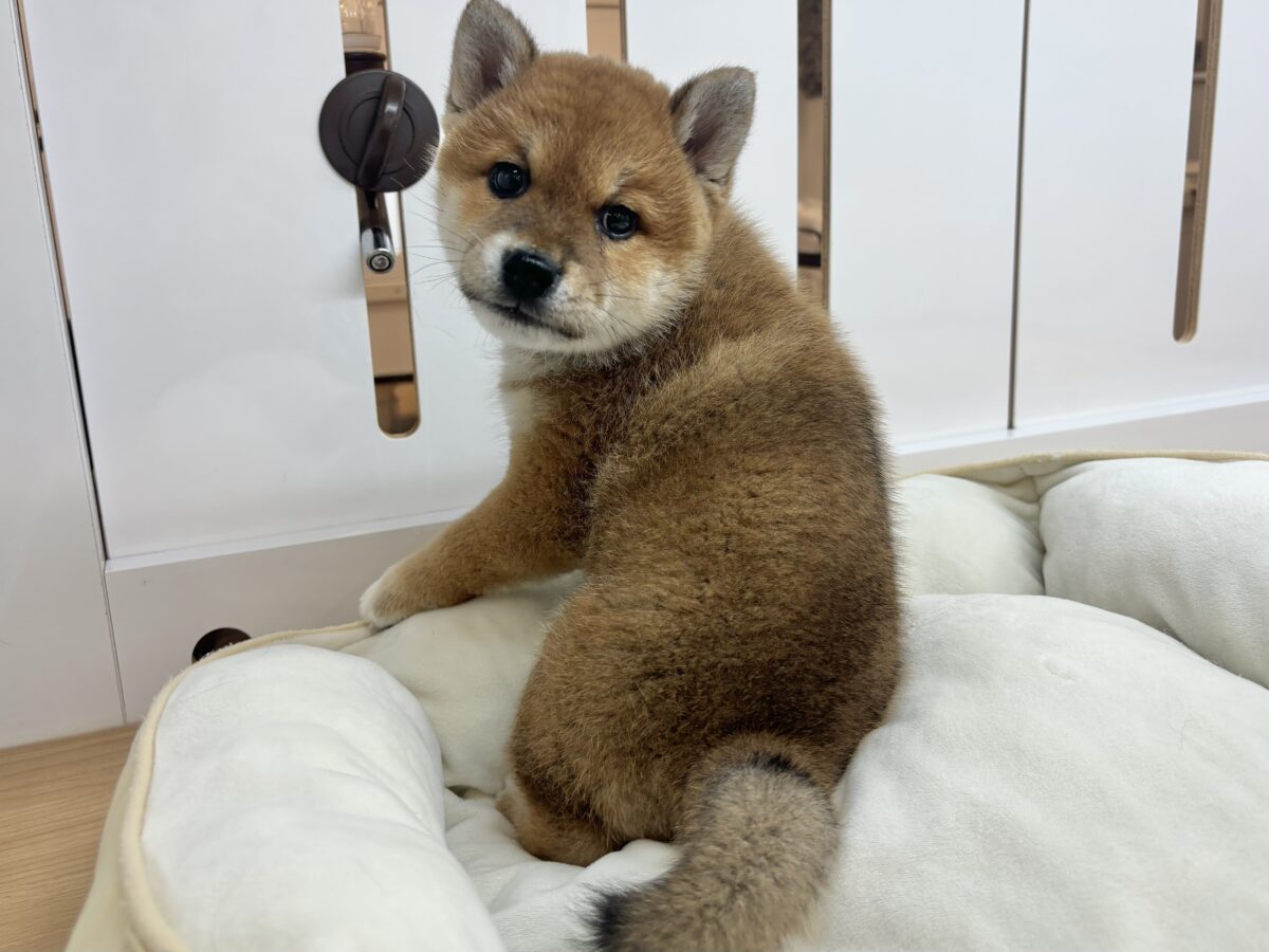 柴犬