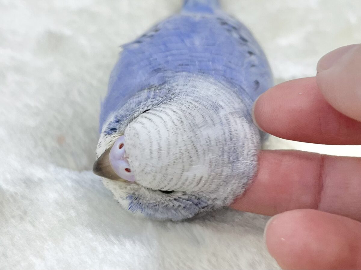 【🆙最新画像あり‼️】可愛いお顔のおっとりさん😌🩵✨ セキセイインコ(スパングル) セキセイインコ