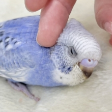 【🆙最新画像あり‼️】可愛いお顔のおっとりさん😌🩵✨　セキセイインコ（スパングル）