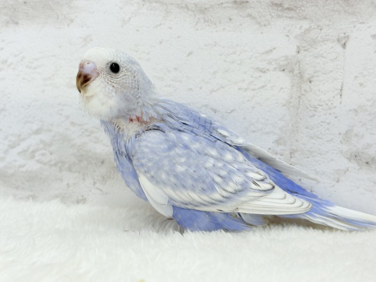 【最新画像・動画更新🪄もうすぐひとり餌☆】可愛さ爆発🐥💥💖セキセイインコ(スパングル) ヒナ セキセイインコ
