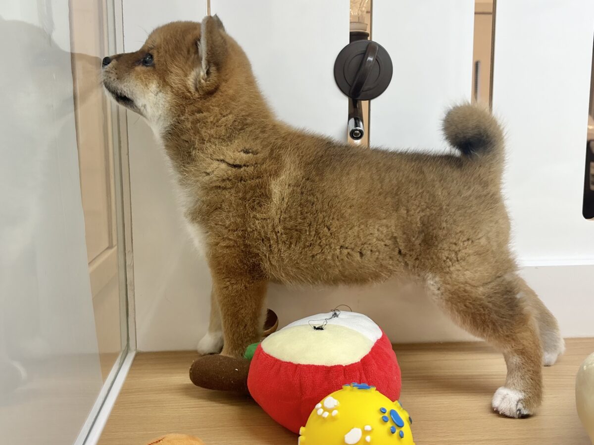 柴犬