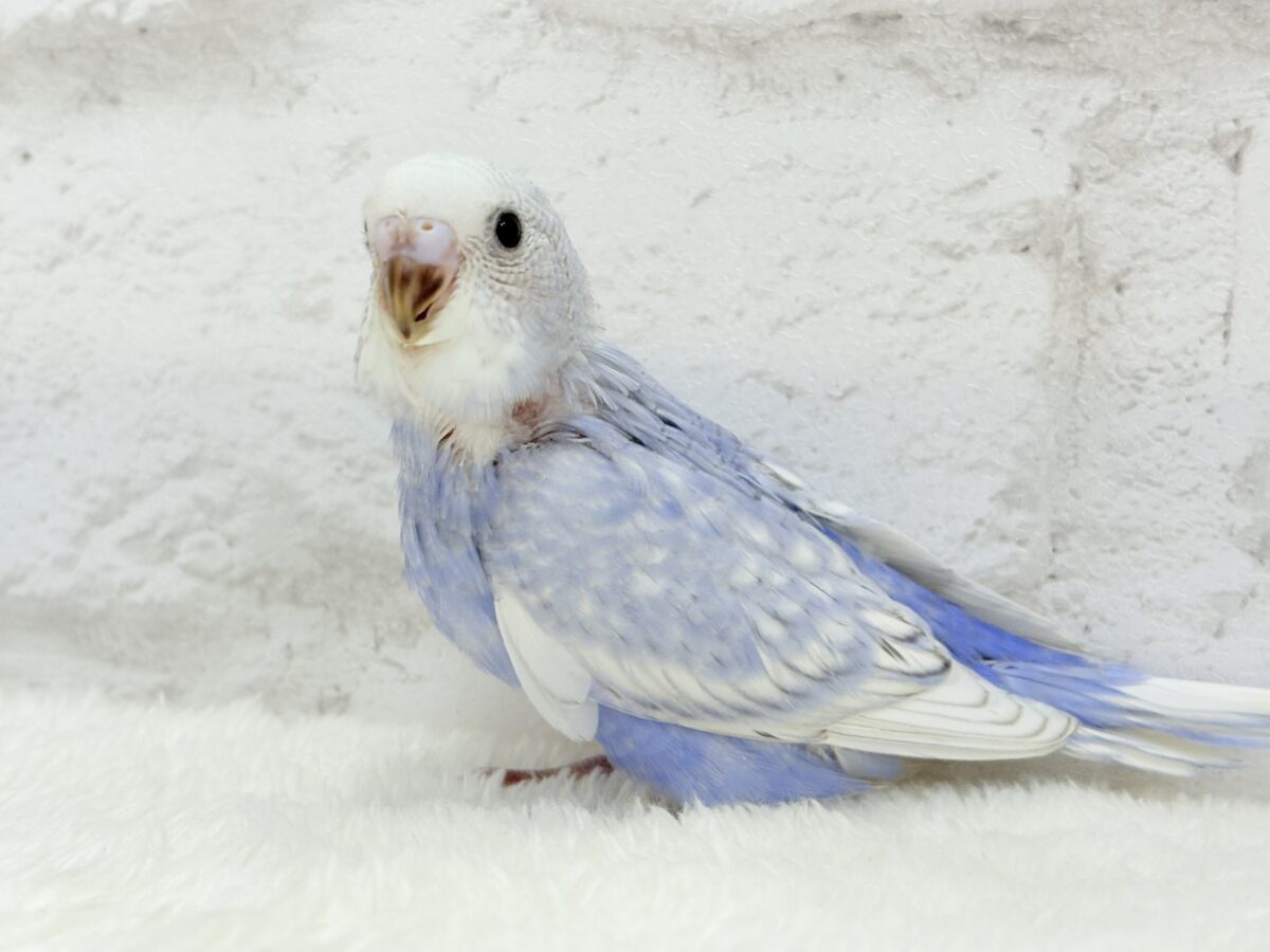 【最新画像・動画更新🪄もうすぐひとり餌☆】可愛さ爆発🐥💥💖セキセイインコ(スパングル) ヒナ セキセイインコ