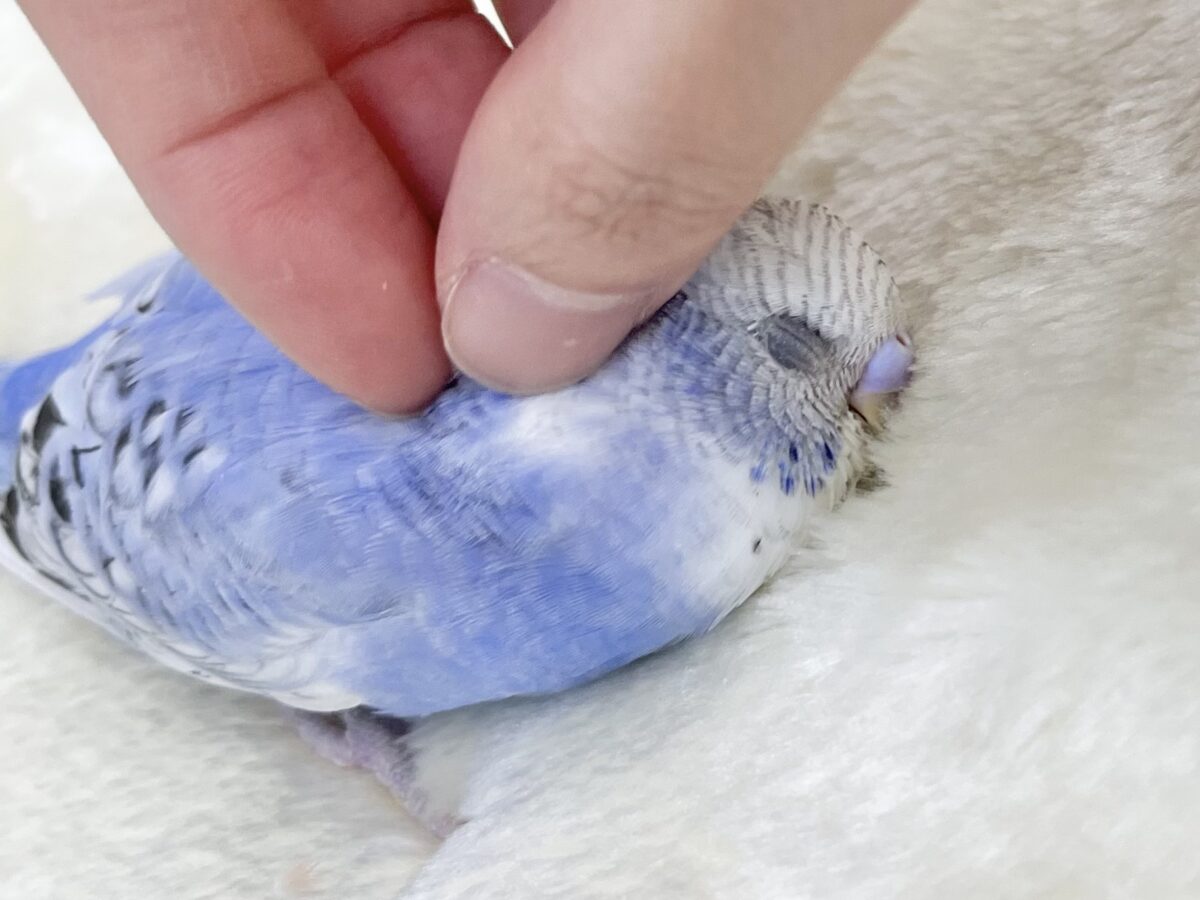 【🆙最新画像あり‼️】可愛いお顔のおっとりさん😌🩵✨ セキセイインコ(スパングル) セキセイインコ
