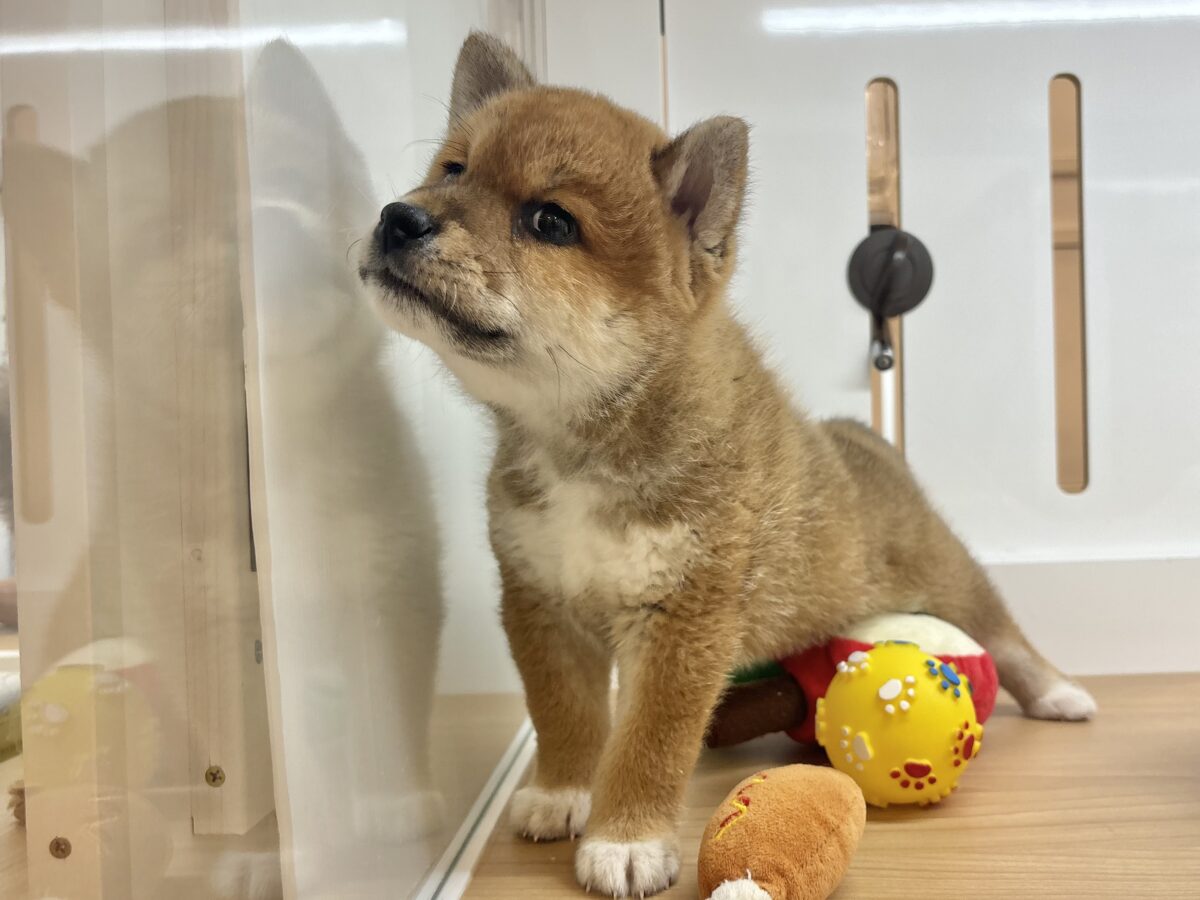 柴犬