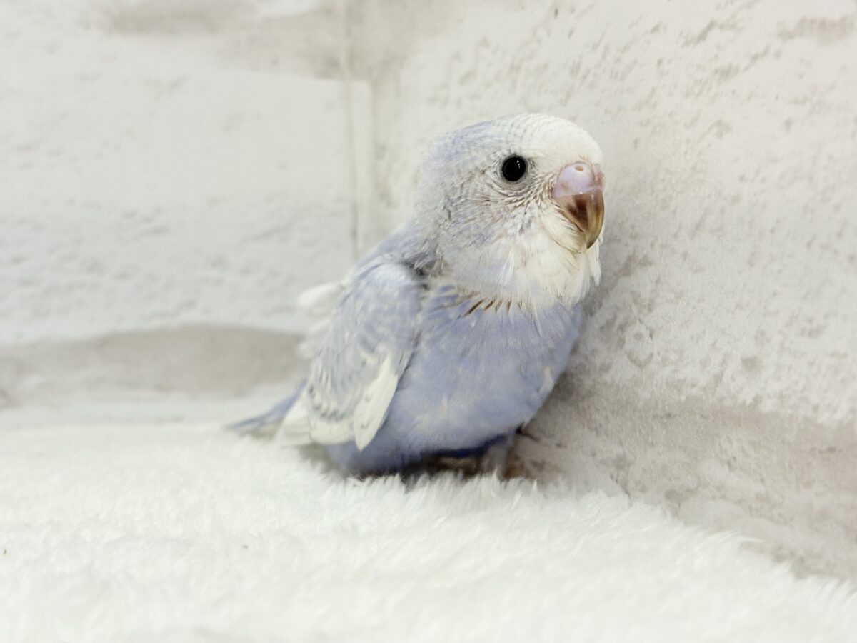 【最新画像・動画更新🪄もうすぐひとり餌☆】可愛さ爆発🐥💥💖セキセイインコ(スパングル) ヒナ セキセイインコ