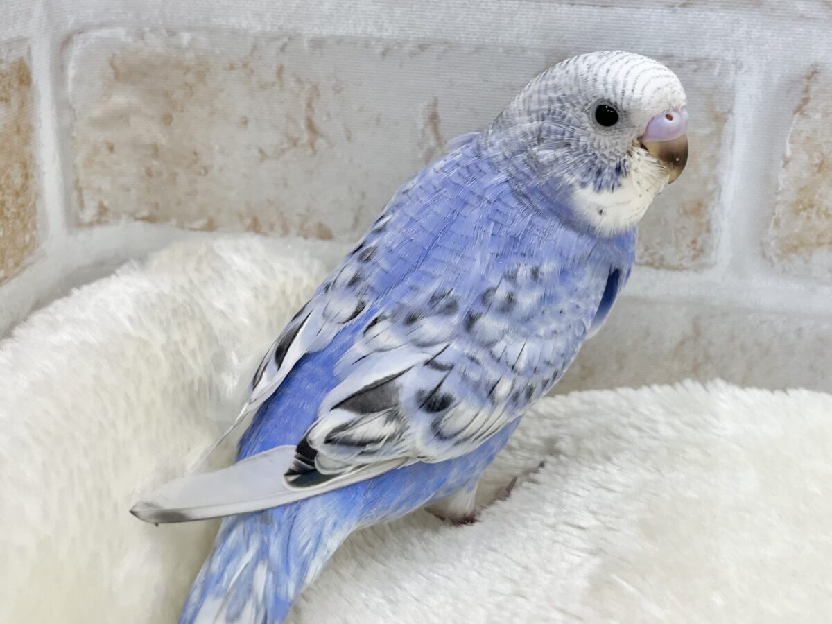 【🆙最新画像あり‼️】可愛いお顔のおっとりさん😌🩵✨ セキセイインコ(スパングル) セキセイインコ