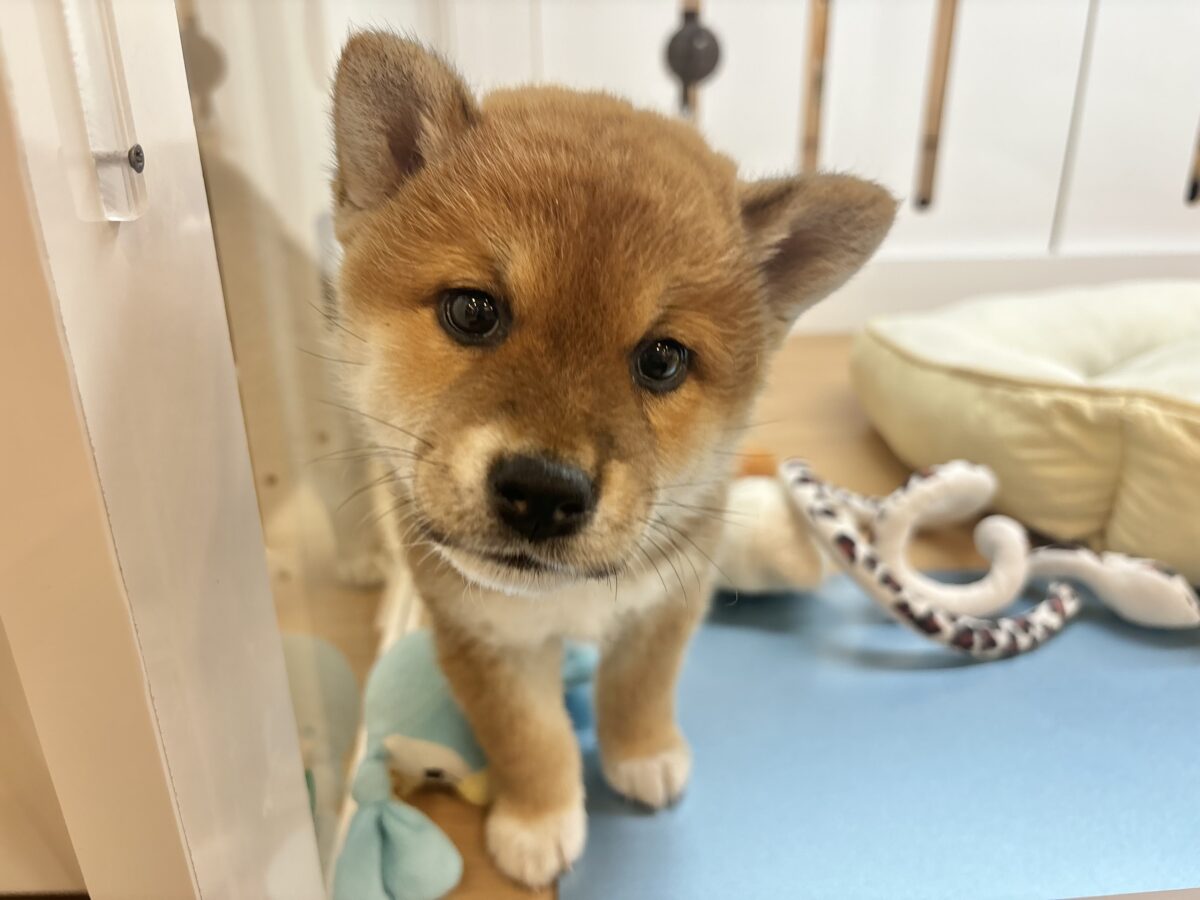 柴犬