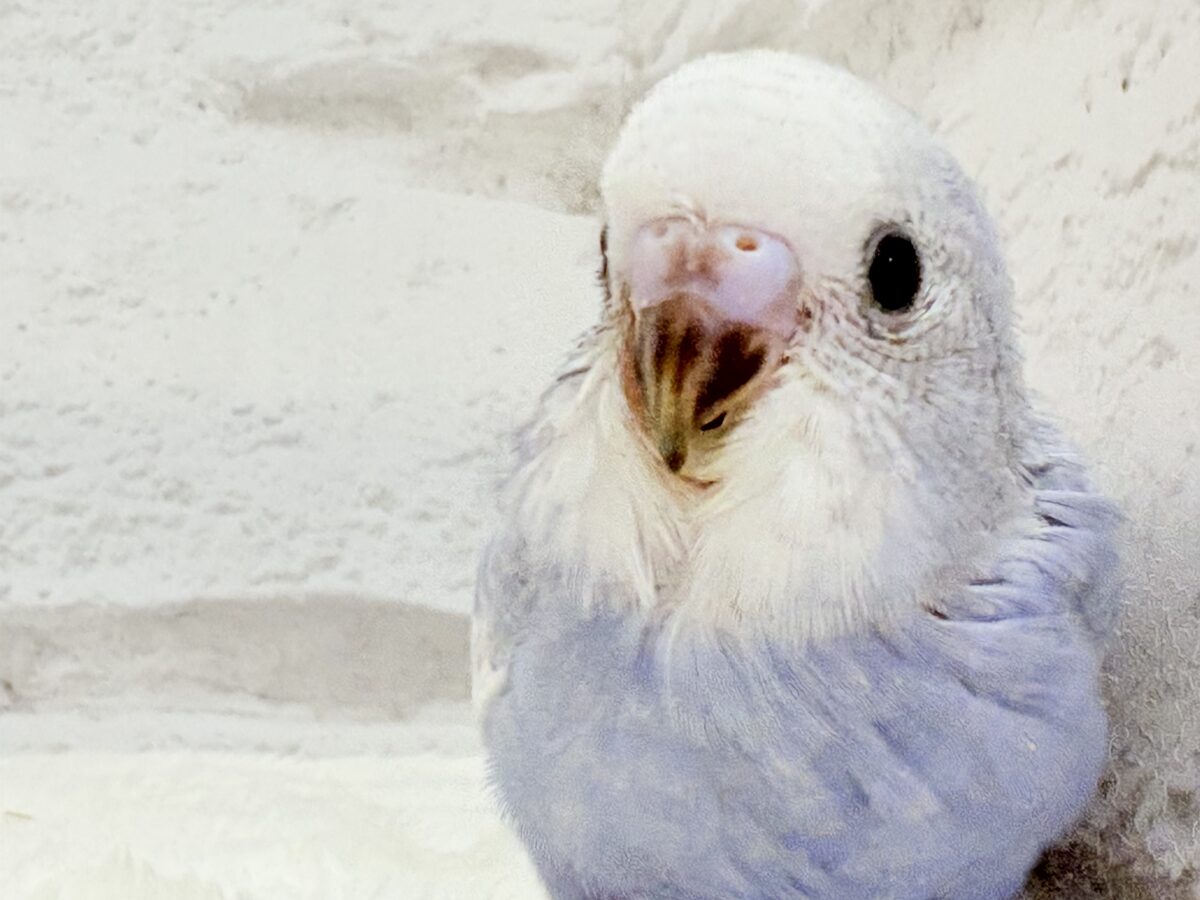 【最新画像・動画更新🪄もうすぐひとり餌☆】可愛さ爆発🐥💥💖セキセイインコ(スパングル) ヒナ セキセイインコ