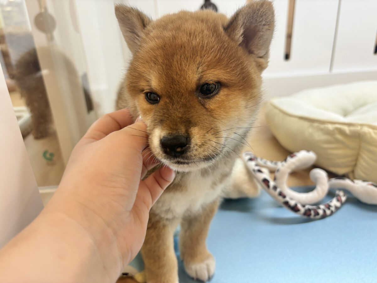 柴犬