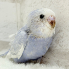 【最新画像更新🪄】可愛さ爆発🐥💥💖セキセイインコ(スパングル) ヒナ