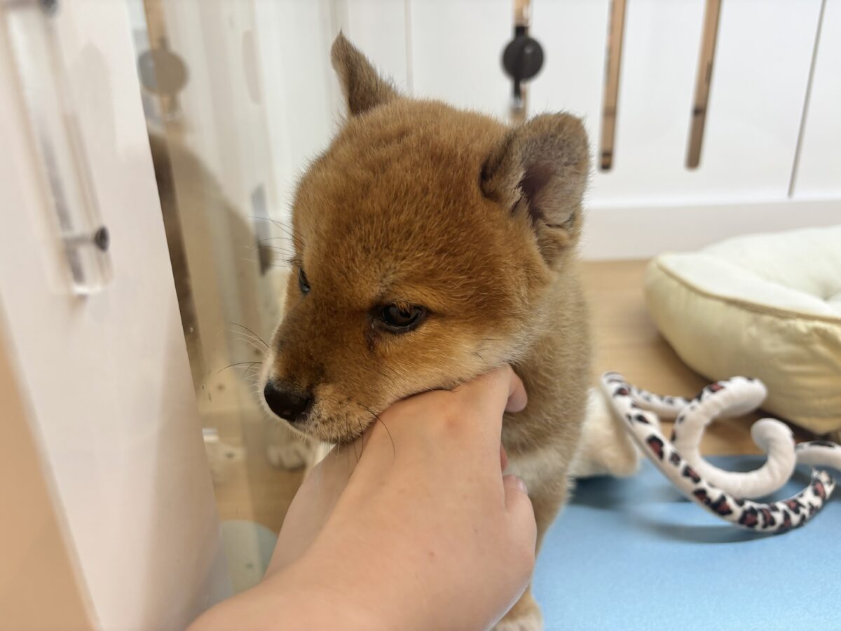 柴犬