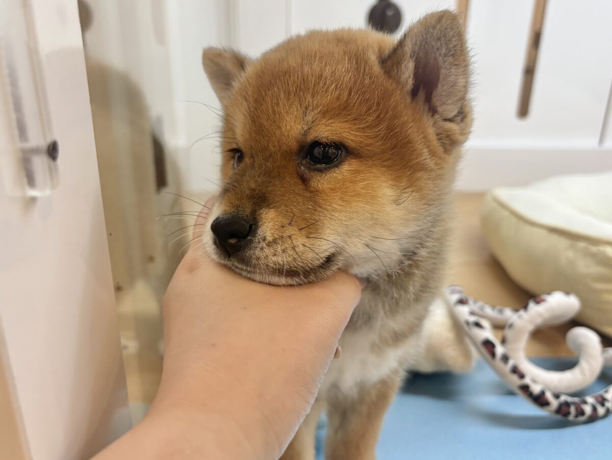 柴犬