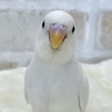 【🆙最新画像あり‼️】じーっと見つめます👀🎶　セキセイインコ（ダブルファクター）