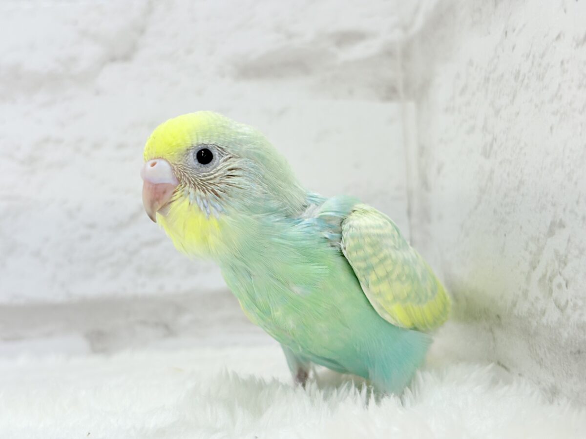 【最新画像更新🪄】ヨチヨチ歩きが可愛すぎ♥セキセイインコ(パステルカラーレインボー) ヒナ セキセイインコ