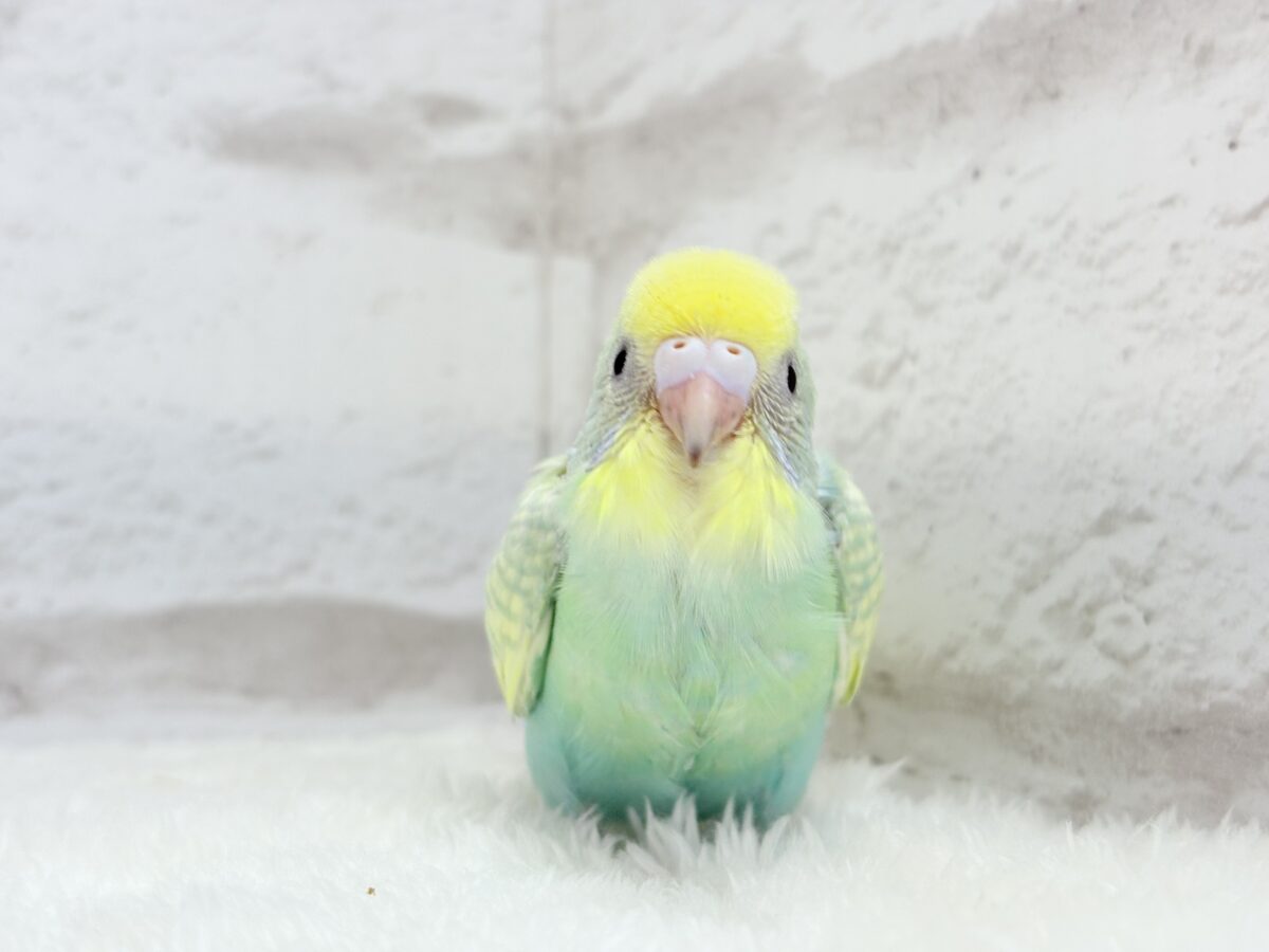 【最新画像更新🪄】ヨチヨチ歩きが可愛すぎ♥セキセイインコ(パステルカラーレインボー) ヒナ セキセイインコ