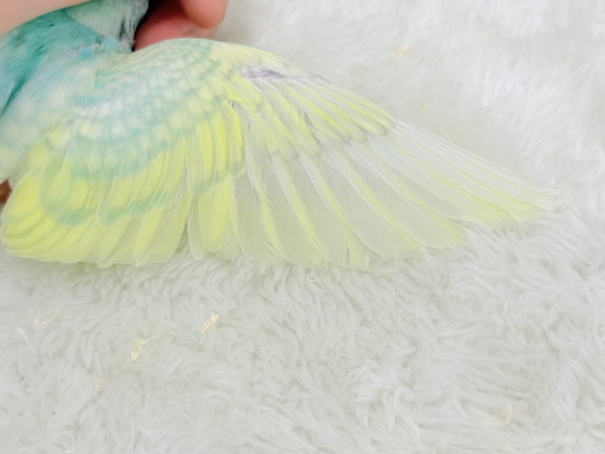 【最新画像更新🪄】ヨチヨチ歩きが可愛すぎ♥セキセイインコ(パステルカラーレインボー) ヒナ セキセイインコ