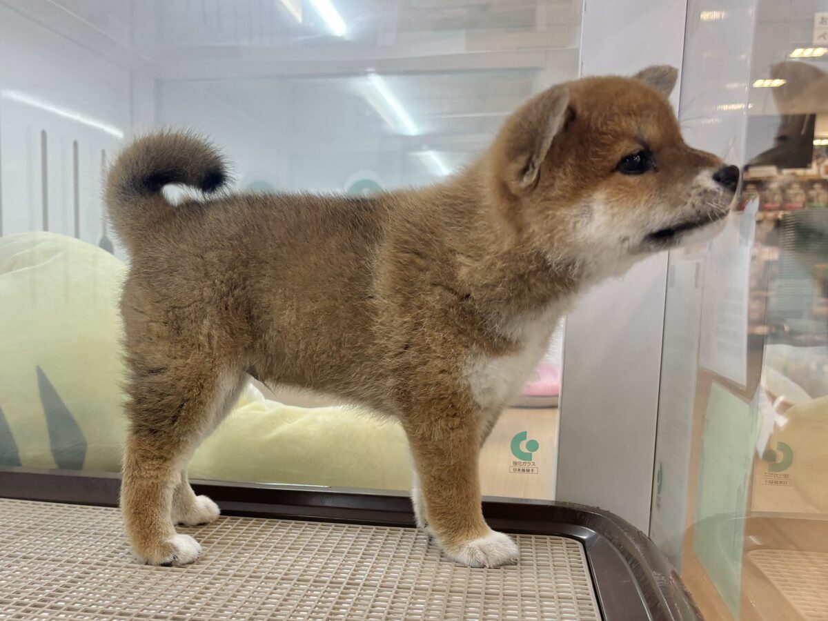 柴犬