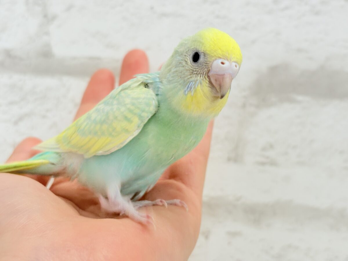 セキセイインコ