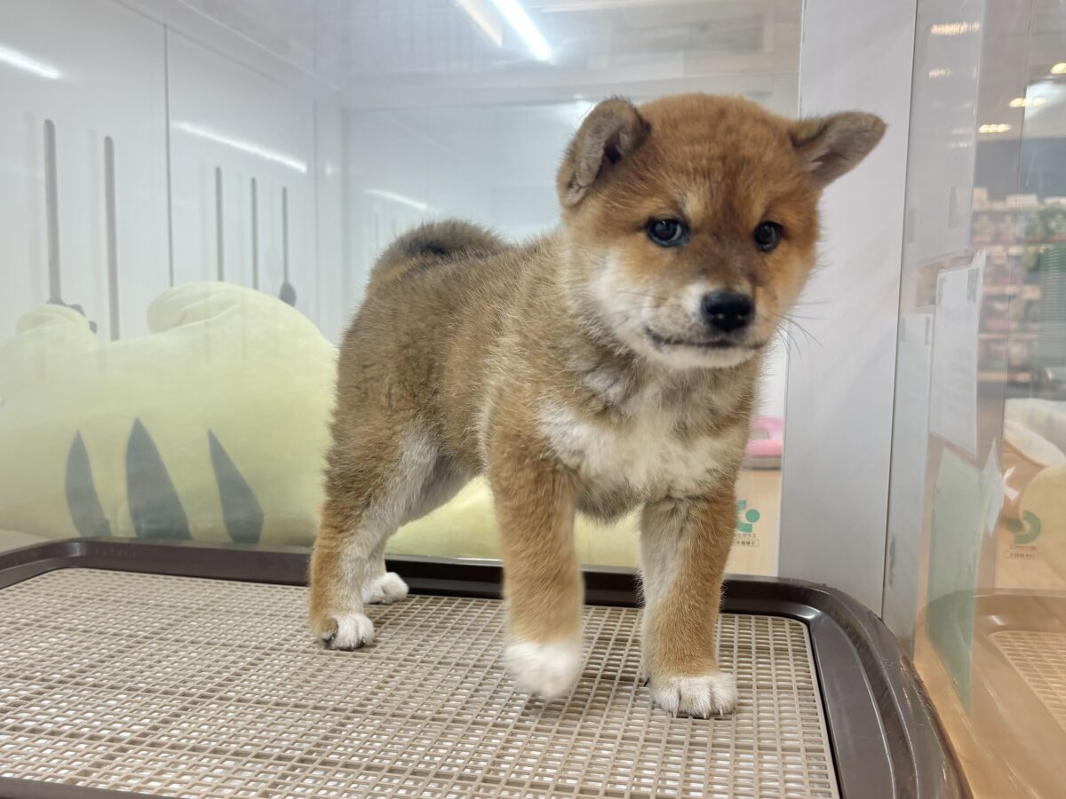 柴犬