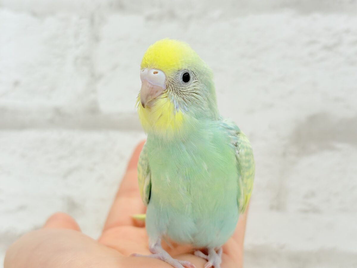 【最新画像更新🪄】ヨチヨチ歩きが可愛すぎ♥セキセイインコ(パステルカラーレインボー) ヒナ セキセイインコ
