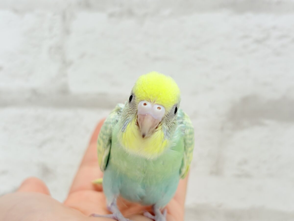 【最新画像更新🪄】ヨチヨチ歩きが可愛すぎ♥セキセイインコ(パステルカラーレインボー) ヒナ セキセイインコ