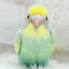 【最新画像更新🪄】ヨチヨチ歩きが可愛すぎ♥セキセイインコ(パステルカラーレインボー) ヒナ