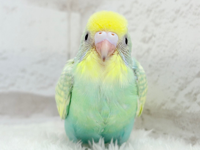 【最新画像更新🪄】ヨチヨチ歩きが可愛すぎ♥セキセイインコ(パステルカラーレインボー) ヒナ 【最新画像更新🪄】ヨチヨチ歩きが可愛すぎ♥セキセイインコ(パステルカラーレインボー) ヒナ