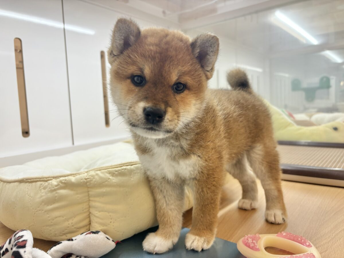柴犬