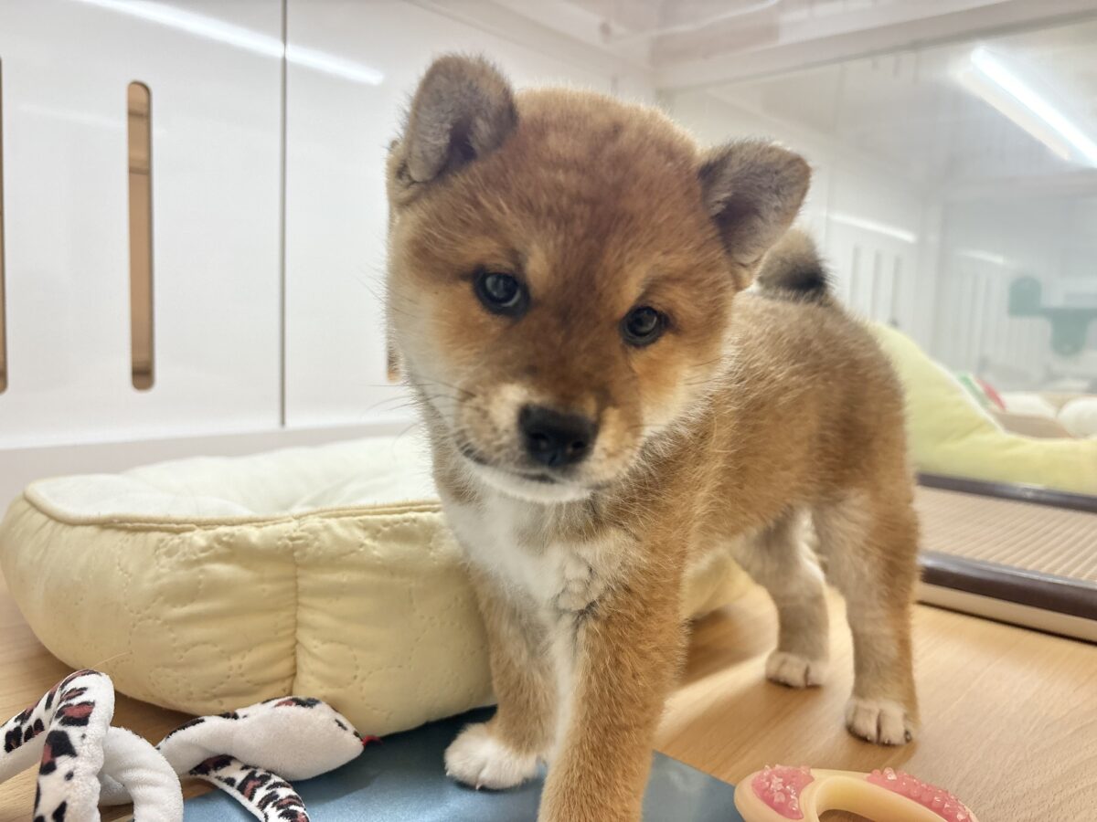 柴犬