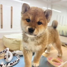 かわゆすぎて逮捕します♡柴犬くん！