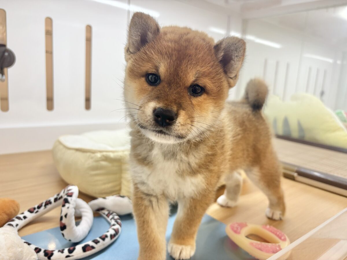 かわゆすぎて逮捕します♡柴犬くん！