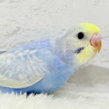 【最新画像更新🪄】紫陽花カラーのアイドル‪🪻☔️セキセイインコ(パステルレインボー) ヒナ