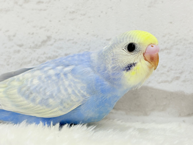 最新画像更新🪄】紫陽花カラーのアイドル‪🪻☔️セキセイインコ‬