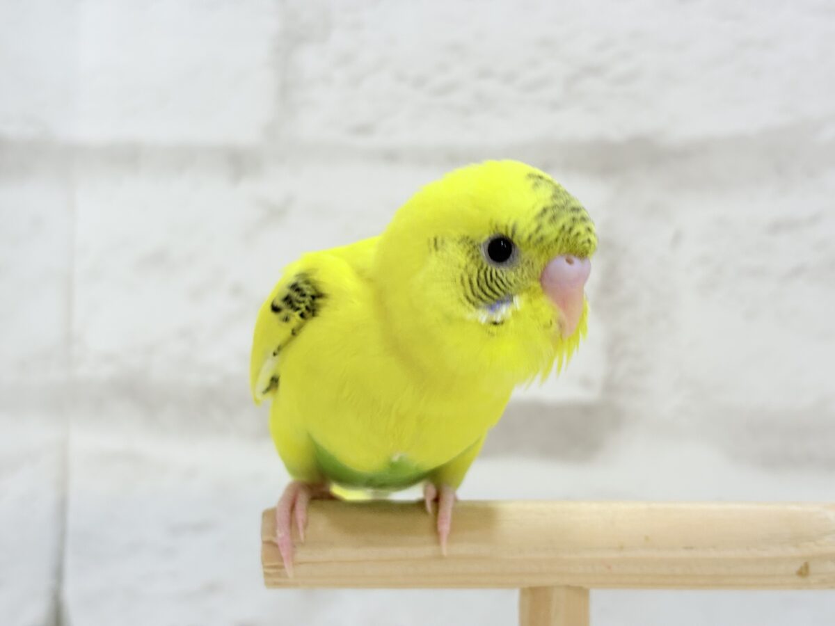 セキセイインコ