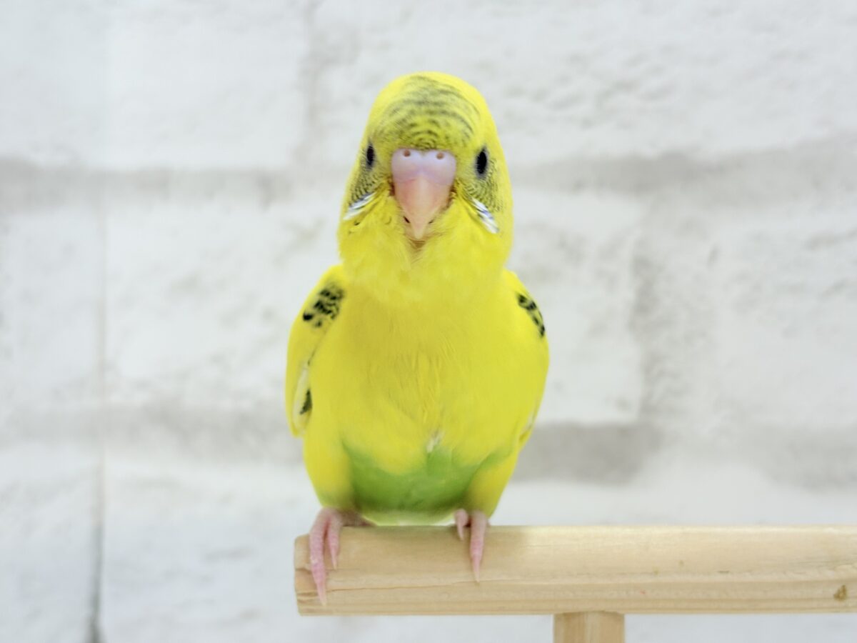 【最新画像・動画更新🪄ひとり餌になりました☆】ミツバチぶんぶん飛び回る🐝⋆゜セキセイインコ(黄色ハルクイン) ヒナ セキセイインコ
