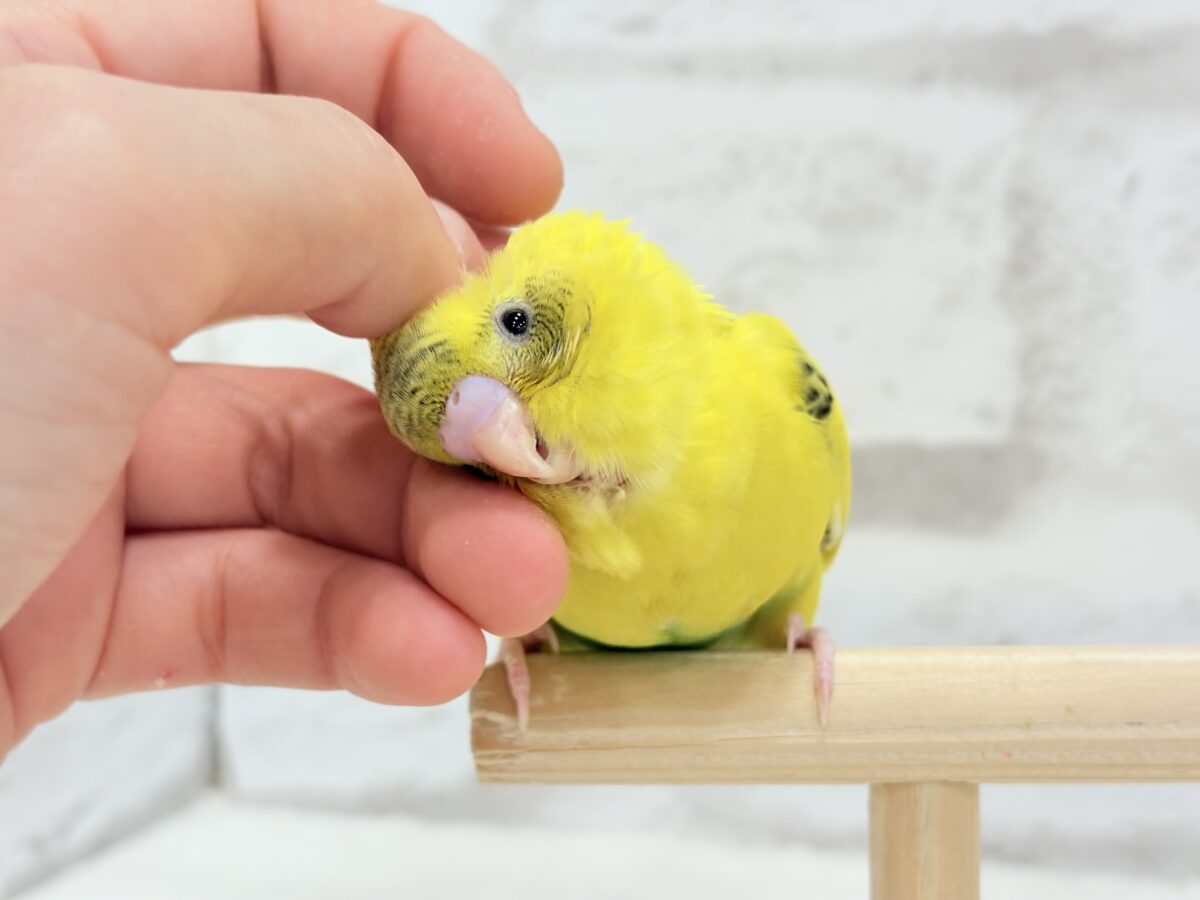【最新画像・動画更新🪄ひとり餌になりました☆】ミツバチぶんぶん飛び回る🐝⋆゜セキセイインコ(黄色ハルクイン) ヒナ セキセイインコ