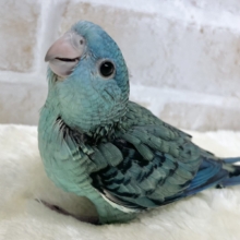 うるちゅるアイ👀💕✨　サザナミインコ（ブルー）