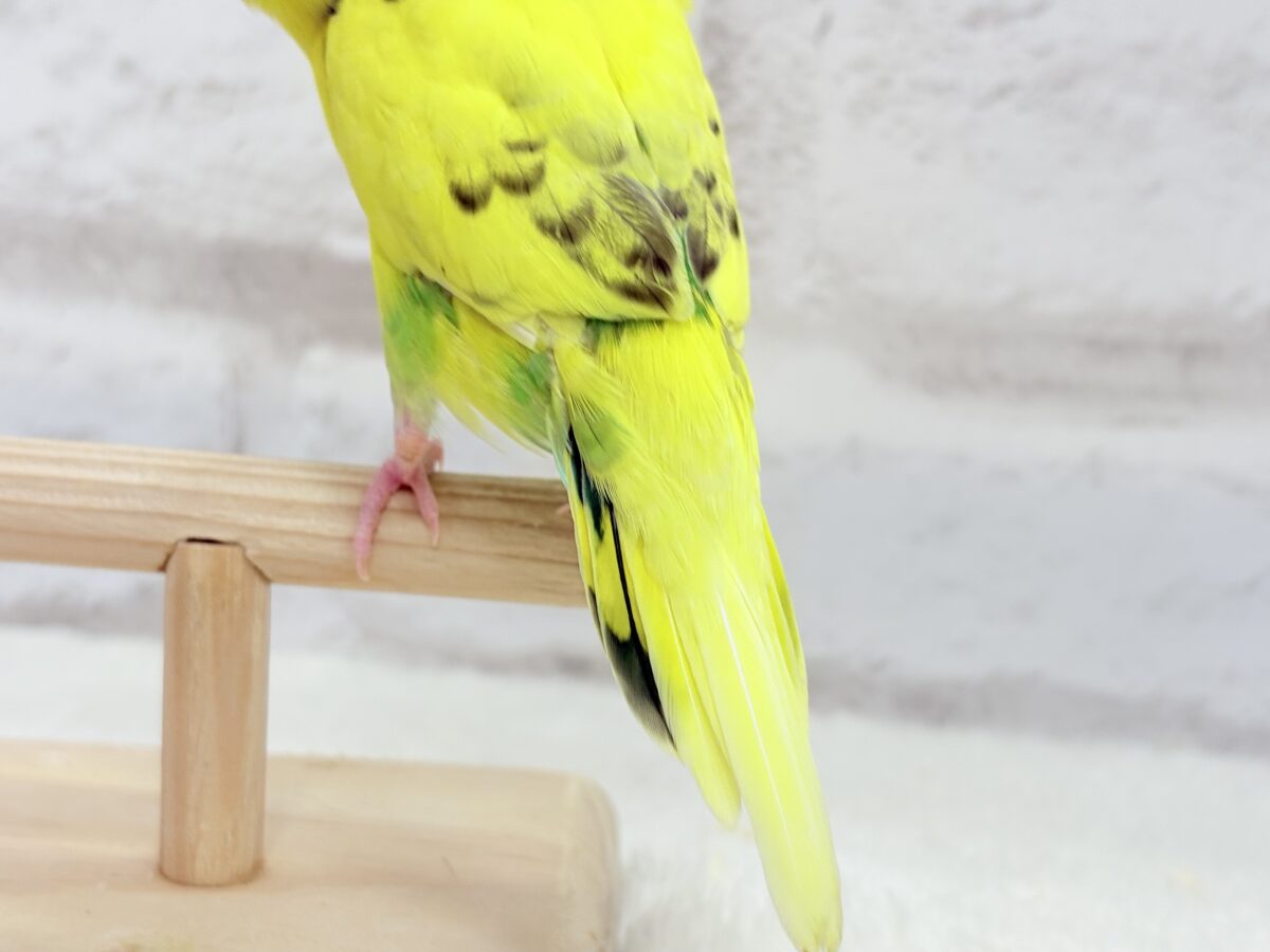 【最新画像・動画更新🪄ひとり餌になりました☆】ミツバチぶんぶん飛び回る🐝⋆゜セキセイインコ(黄色ハルクイン) ヒナ セキセイインコ