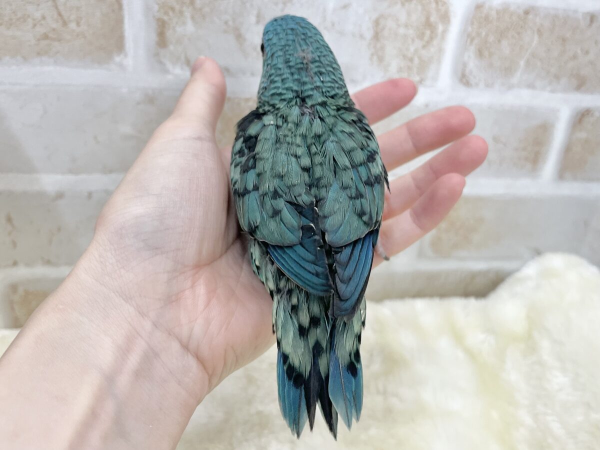 サザナミインコ