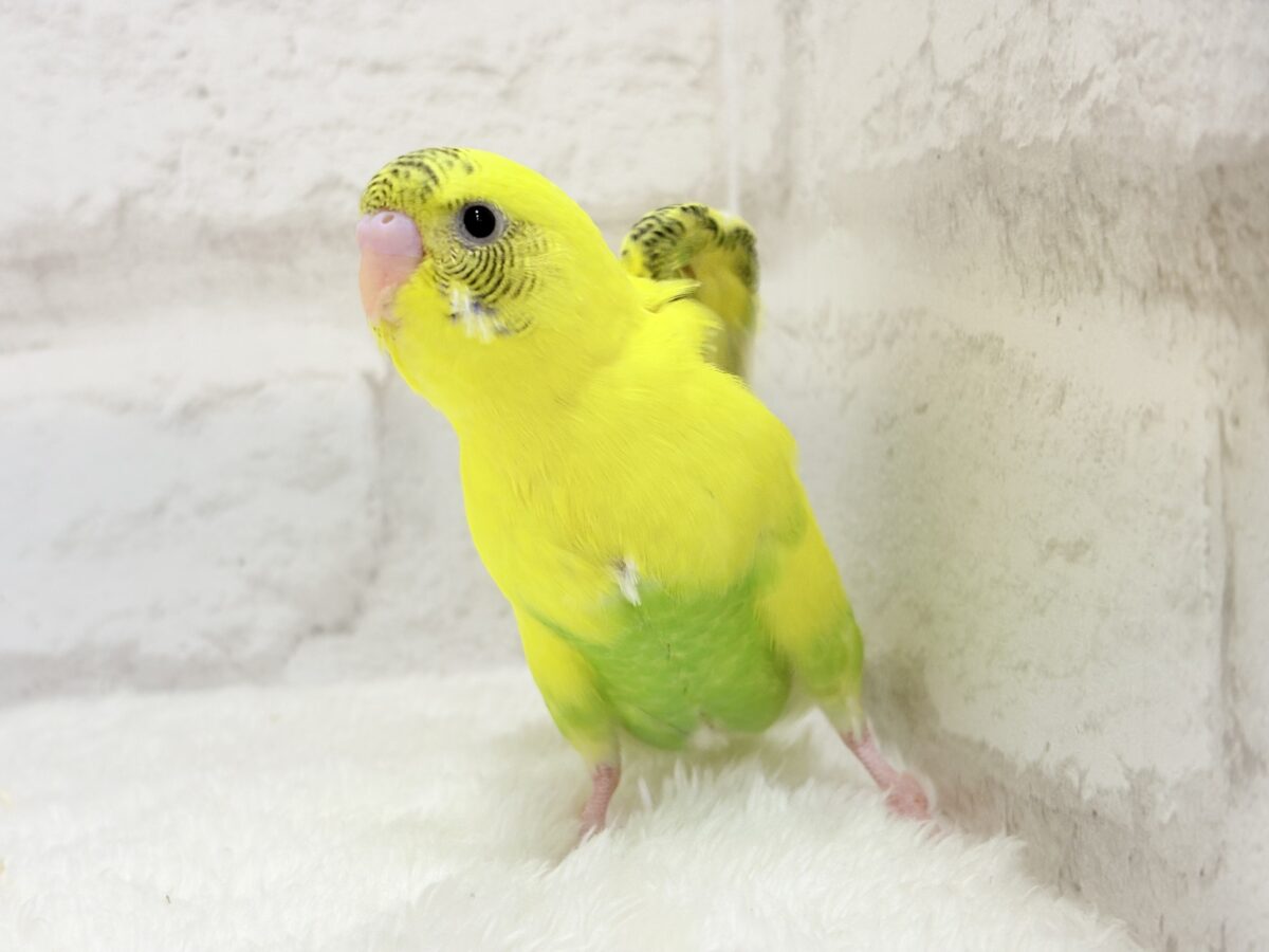 【最新画像・動画更新🪄ひとり餌になりました☆】ミツバチぶんぶん飛び回る🐝⋆゜セキセイインコ(黄色ハルクイン) ヒナ セキセイインコ