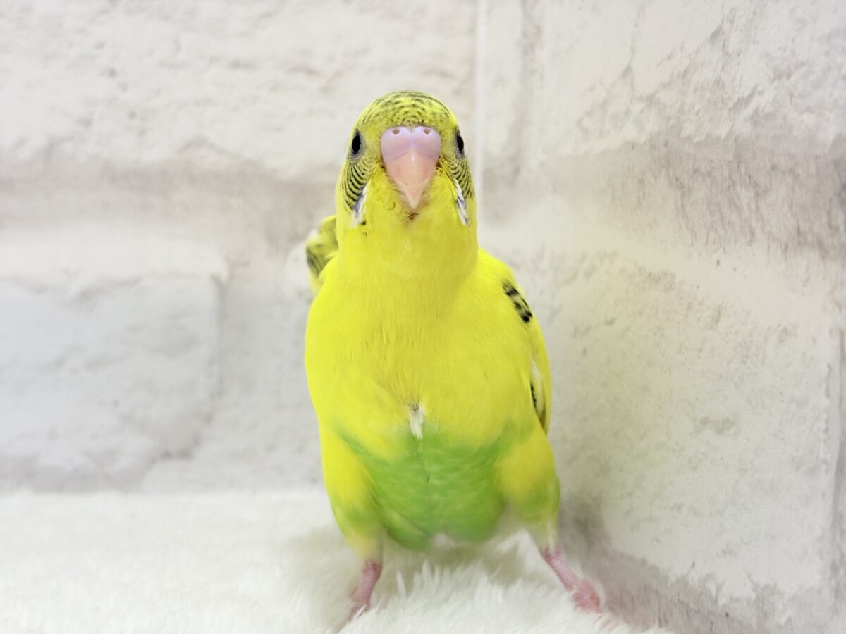 セキセイインコ