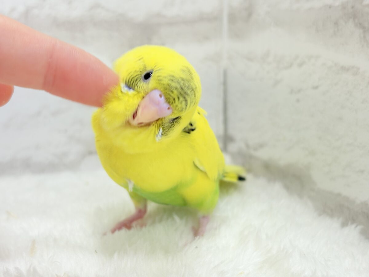 【最新画像・動画更新🪄ひとり餌になりました☆】ミツバチぶんぶん飛び回る🐝⋆゜セキセイインコ(黄色ハルクイン) ヒナ セキセイインコ