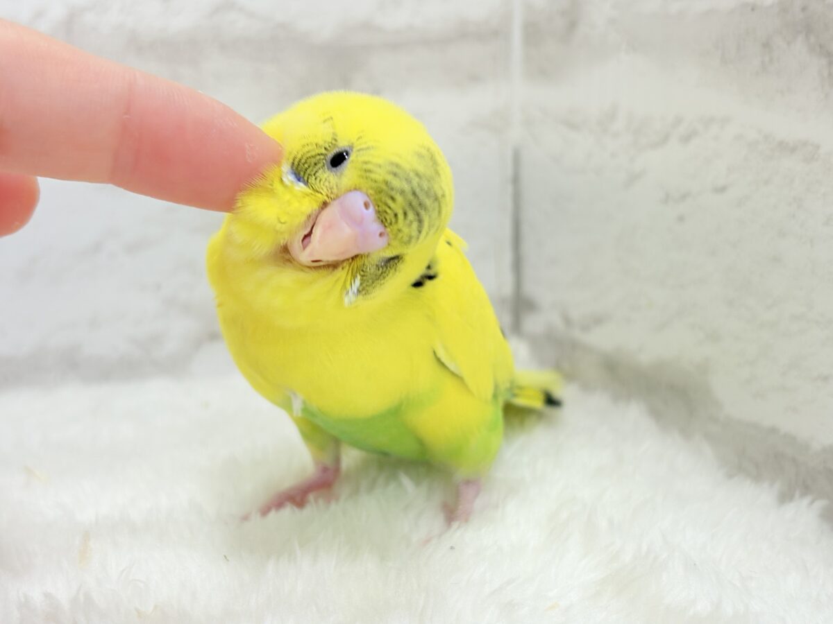 【最新画像・動画更新🪄ひとり餌になりました☆】ミツバチぶんぶん飛び回る🐝⋆゜セキセイインコ(黄色ハルクイン) ヒナ セキセイインコ