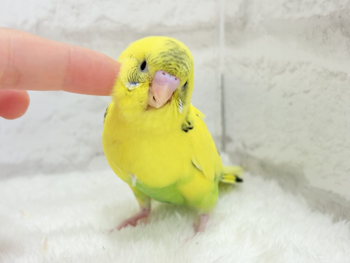 セキセイインコ