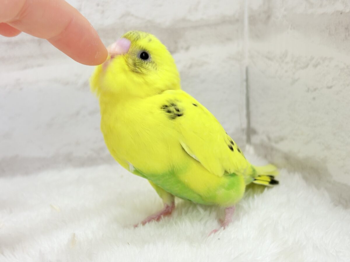 【最新画像・動画更新🪄ひとり餌になりました☆】ミツバチぶんぶん飛び回る🐝⋆゜セキセイインコ(黄色ハルクイン) ヒナ セキセイインコ