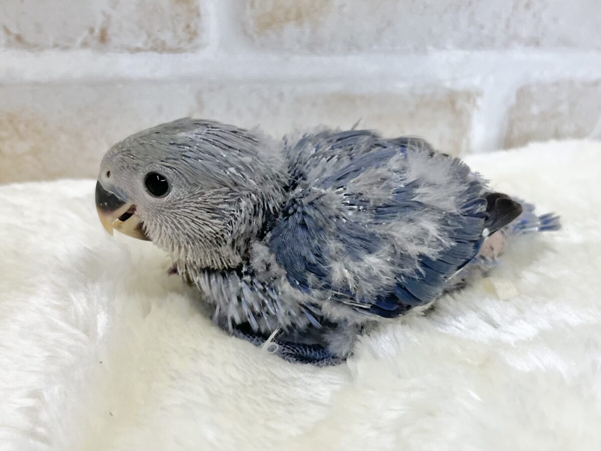 コザクラインコ（小桜インコ）