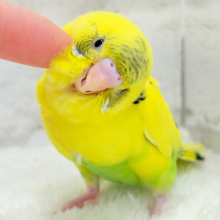 【最新画像更新🪄】ミツバチぶんぶん飛び回る🐝⋆゜セキセイインコ(黄色ハルクイン) ヒナ